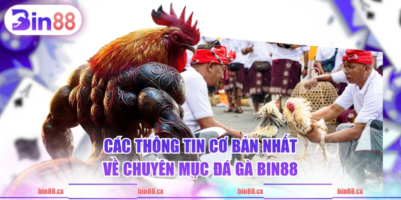 Các thông tin cơ bản nhất về chuyên mục Đá Gà BIN88
