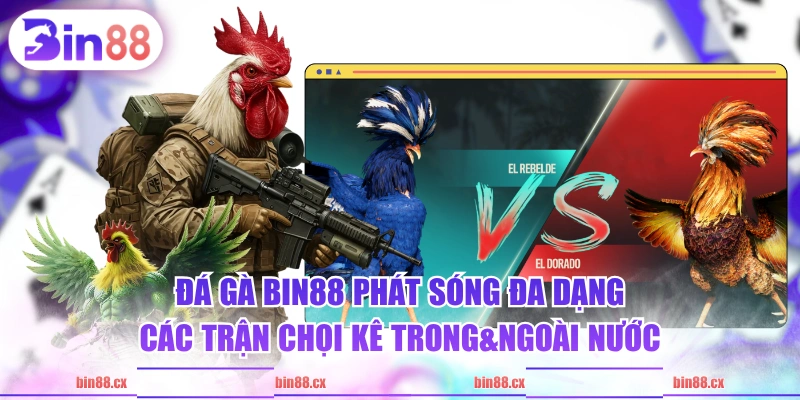 Đá Gà BIN88 phát sóng đa dạng các trận chọi kê trong&ngoài nước