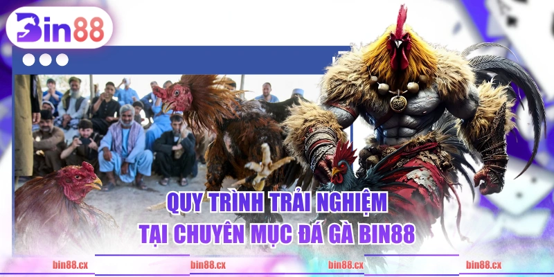Quy trình trải nghiệm tại chuyên mục Đá Gà BIN88